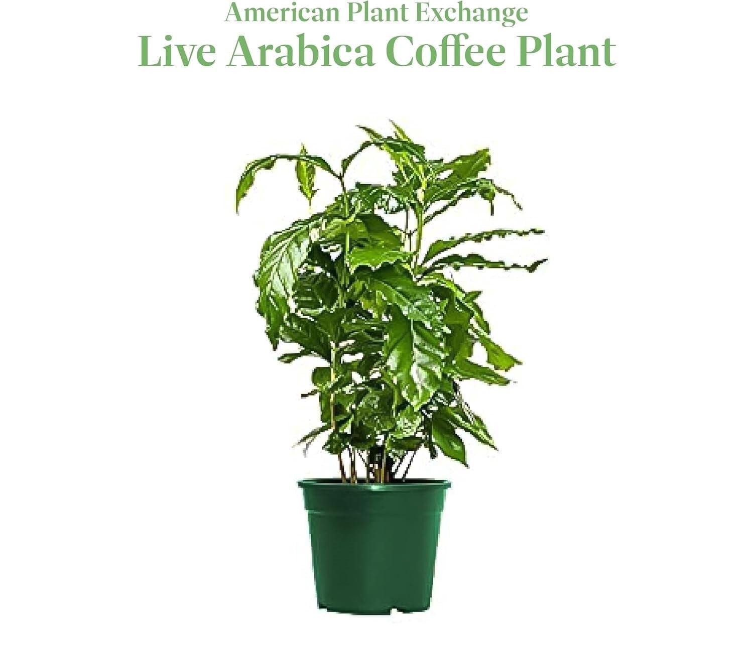 American Plant Exchange Arabica Coffee Plant