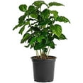 16+ Coffee Tree Houseplant American Plant Exchange Arabica Coffee Plant, 6-Inch Pot, Indoor