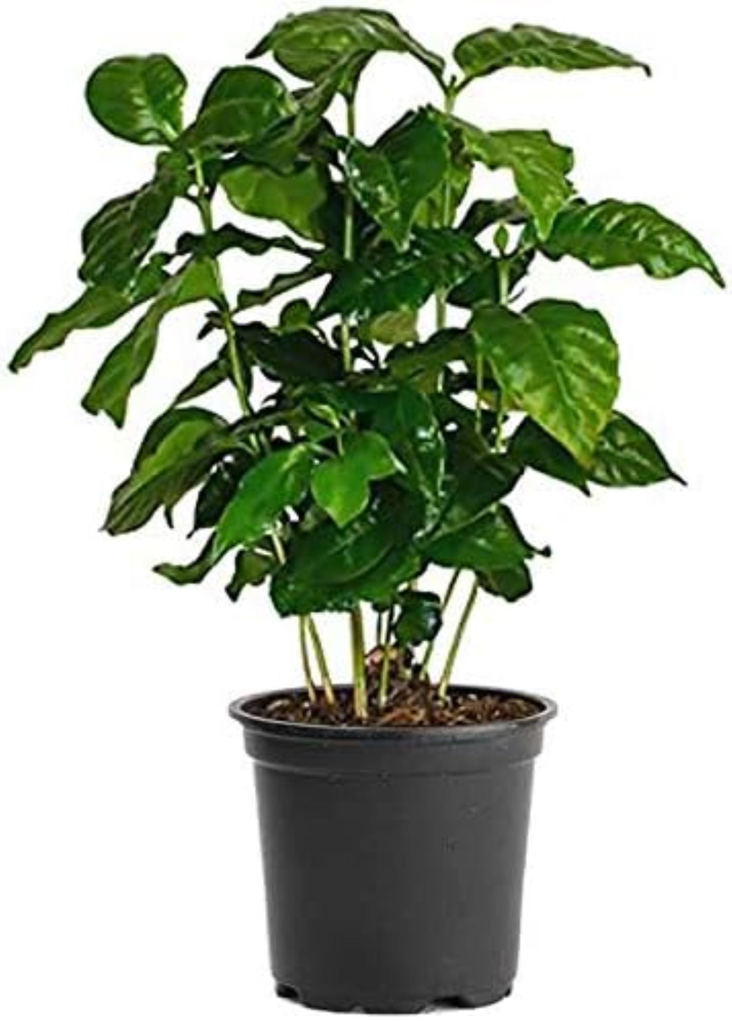 Arabica Coffee Plant in Black Pot for Indoor and Outdoor Use