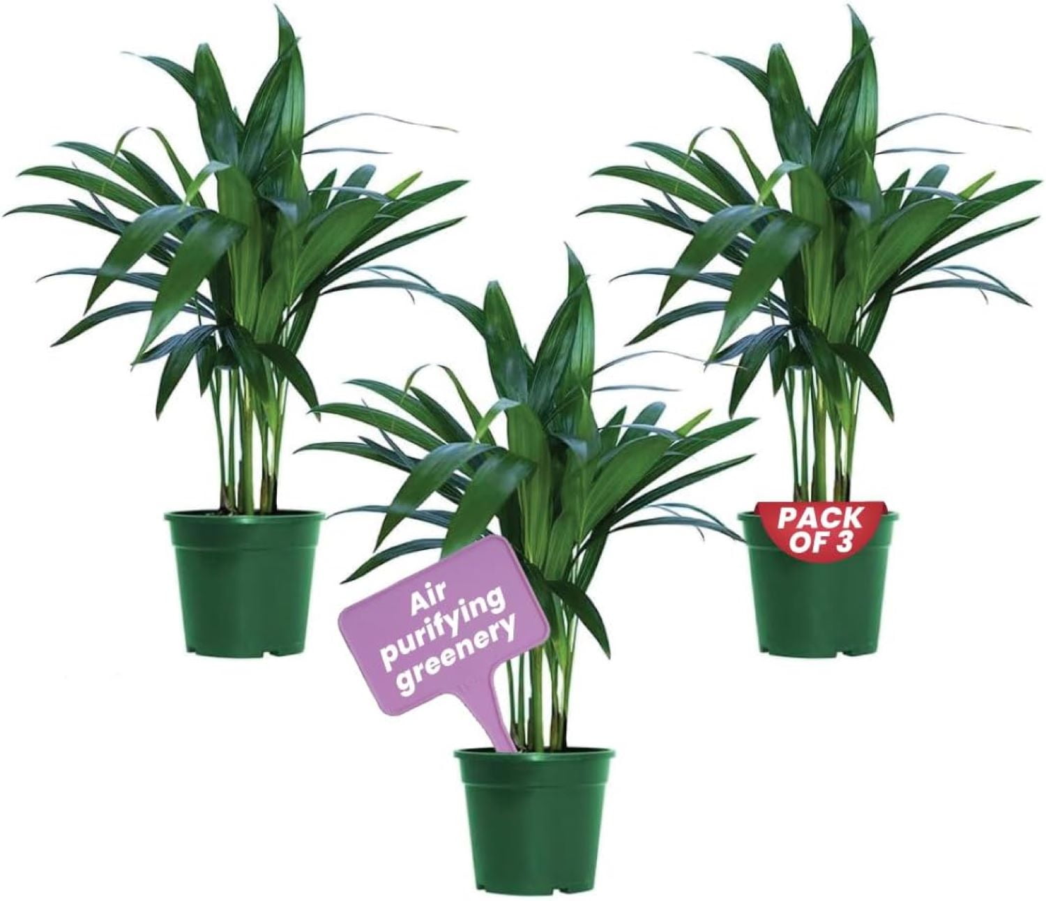 American Plant Exchange 3 Pack Areca Palm Live Tree, Top Indoor Air Purifiers