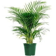American Plant Exchange Areca Palm Houseplant in 6" Pot, Pet Friendly, Air Purifying