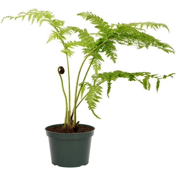 American Plant Exchange Australian Tree Fern, Live Plant, 6-Inch Pot, Exotic Houseplant, Moderate Care, Great for Indoors & Outdoors