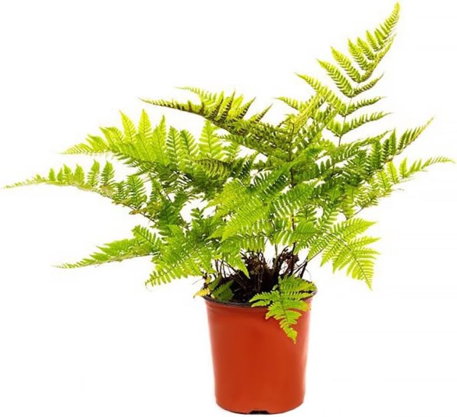 Majestic Autumn Fern in 6-Inch Pot, Coppery-Red and Green Foliage