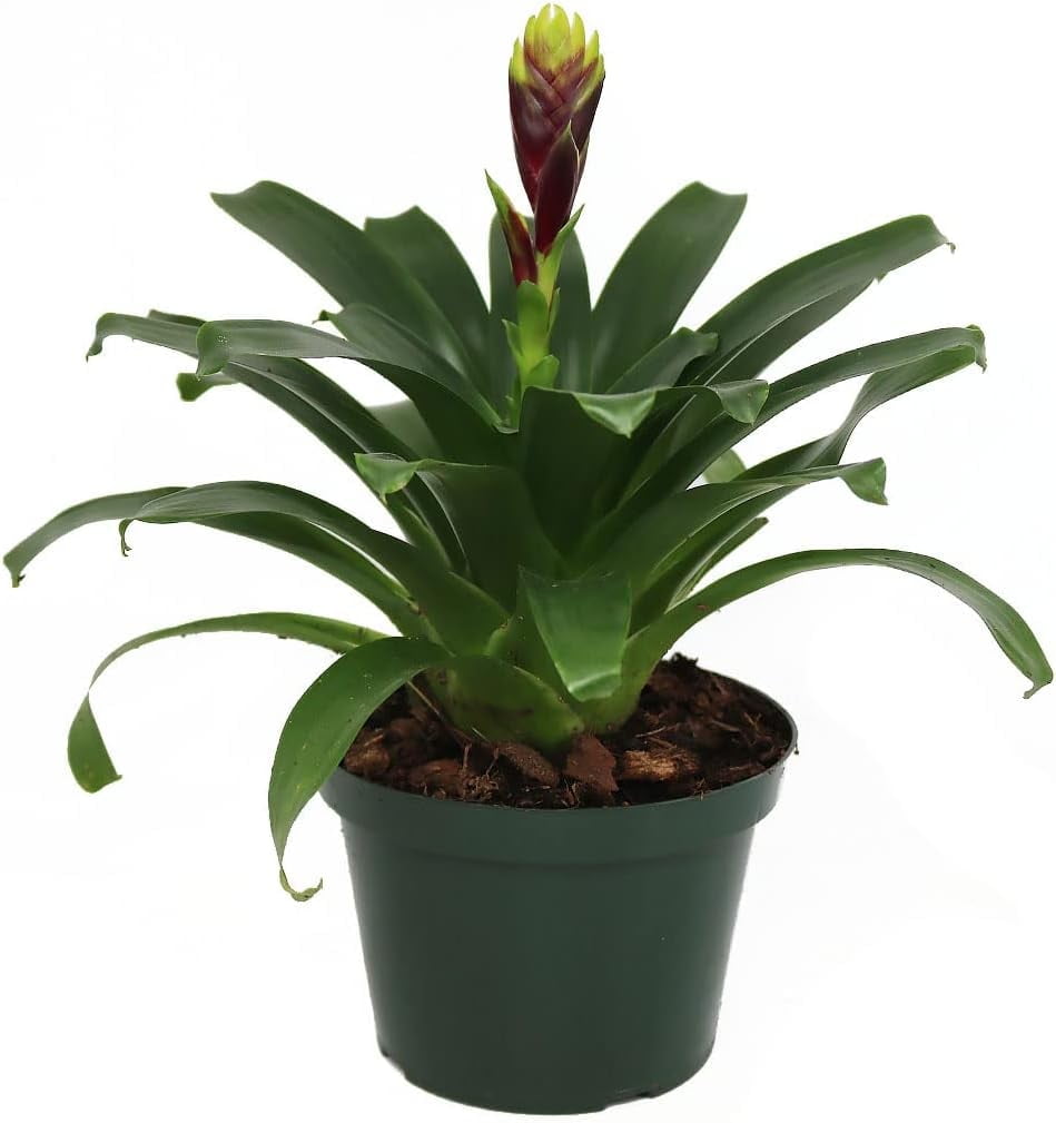 American Plant Exchange Vriesea Vogue Bromeliad - Thumbnail 2