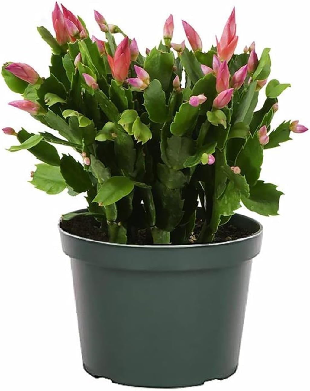 Christmas Cactus in 6-Inch Pot with Pink Blooms