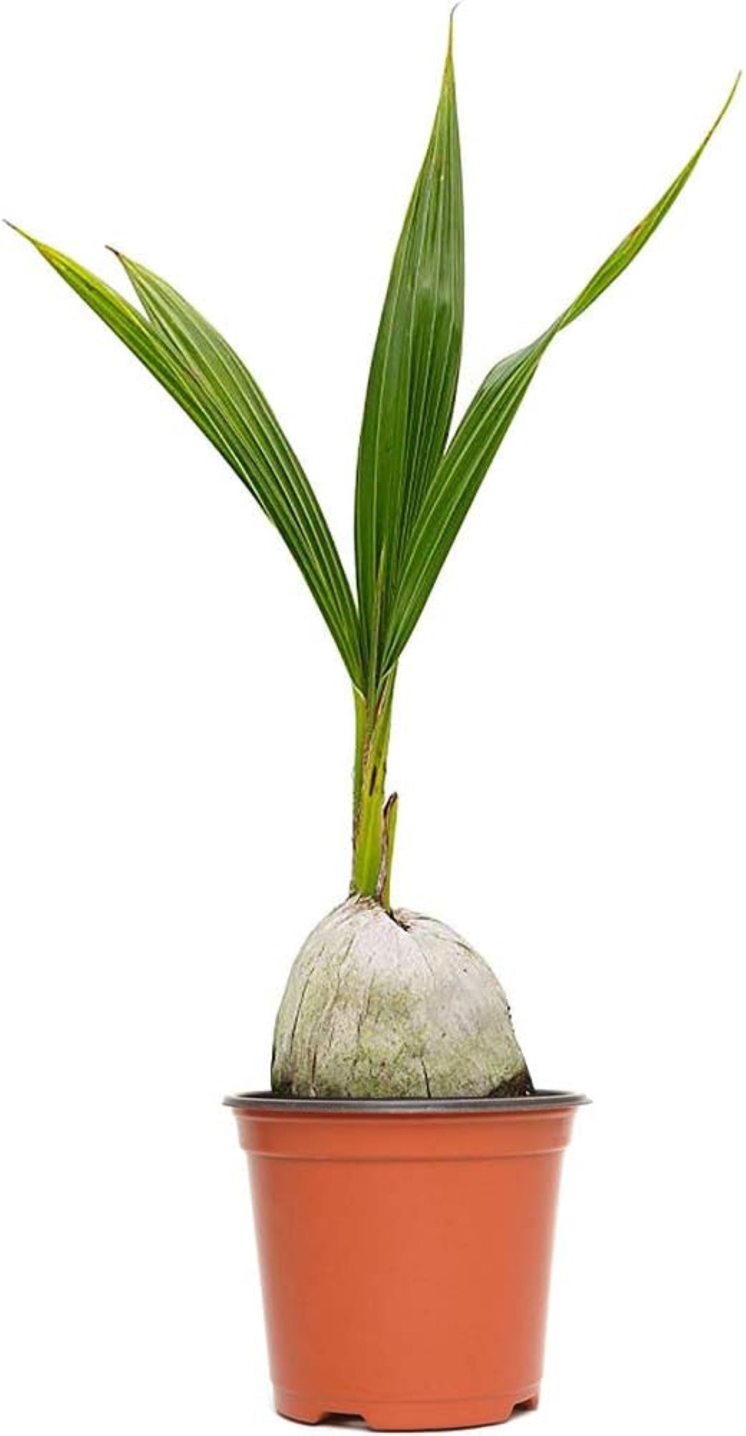 American Plant Exchange Coconut Palm Tree, Dwarf Malaysian Green, Tropical Live Plant, 6-Inch Pot, Fruiting Houseplant for Indoor/Outdoor Use