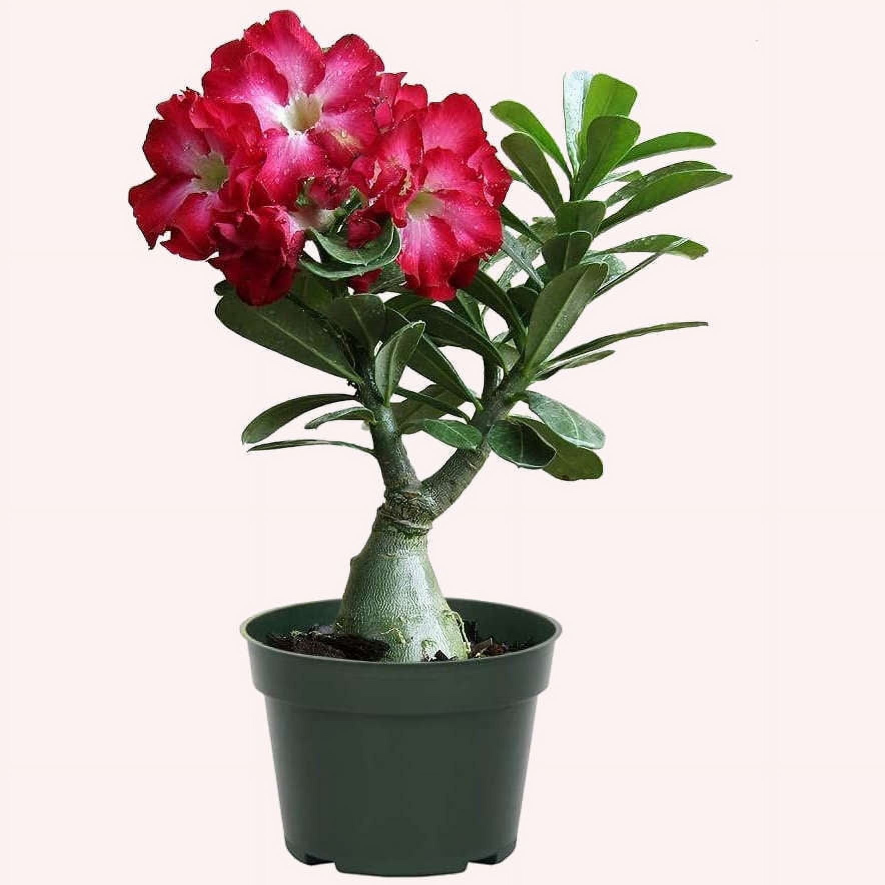 American Plant Exchange Desert Rose Single Bloom, 5Inch Pot, Flowering