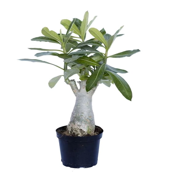American Plant Exchange Desert Rose Single Bloom, 5-Inch Pot, Flowering Live Plant for Home & Garden, Easy Care Houseplant