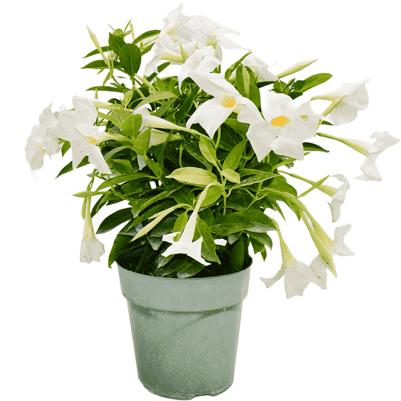American Plant Exchange Dipladenia Bush, 6-Inch Pot, Continuous Flowering Live Plant, White Trumpet Blooms