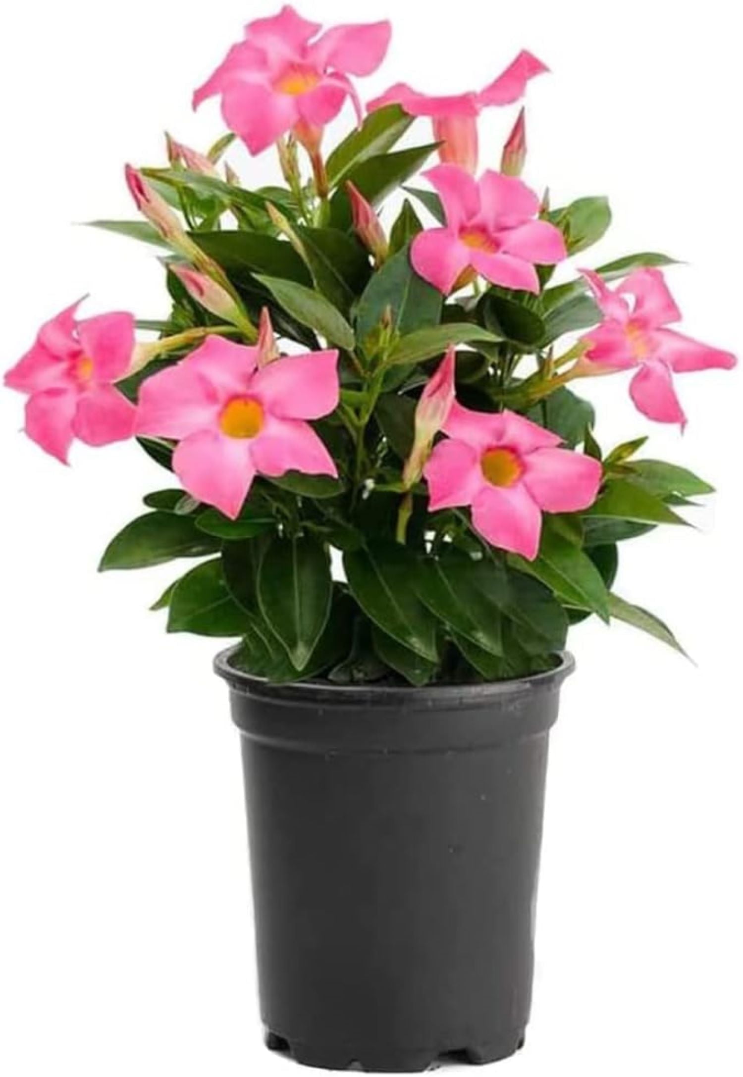Pink Dipladenia Bush with Glossy Green Leaves in 6-Inch Pot