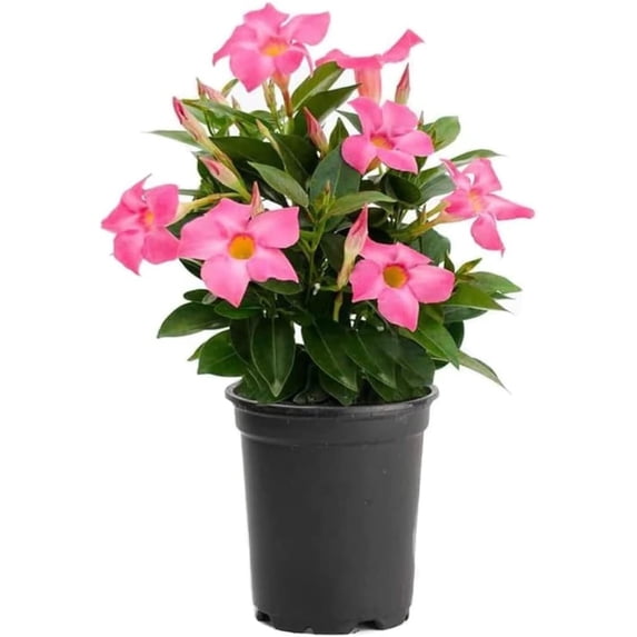 American Plant Exchange Dipladenia Bush, 6-Inch Pot, Pink Flowering Live Plant, Constant Bloomer!