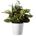 thumbnail image 1 of American Plant Exchange Dish Garden Plant with Pot Cover, Live Assorted Foliage, 6-Inch Pot, 1 of 7