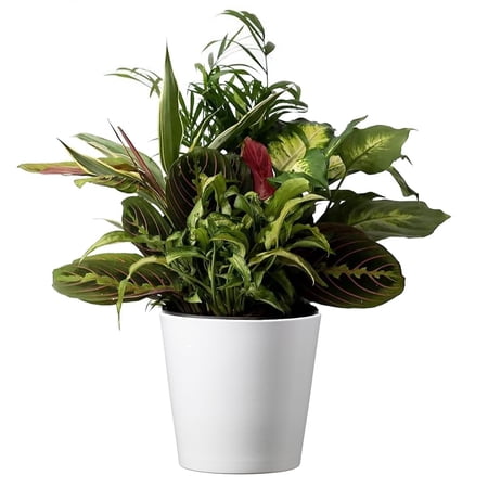 American Plant Exchange Dish Garden Plant with Pot Cover, Live Assorted Foliage, 6-Inch Pot