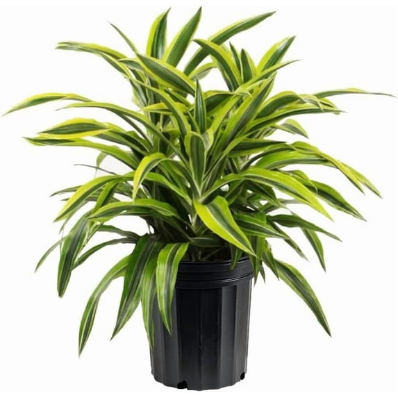 American Plant Exchange Lemon Lime Dracaena Live Plant in 10" Pot, Easy Care, Air Purifying