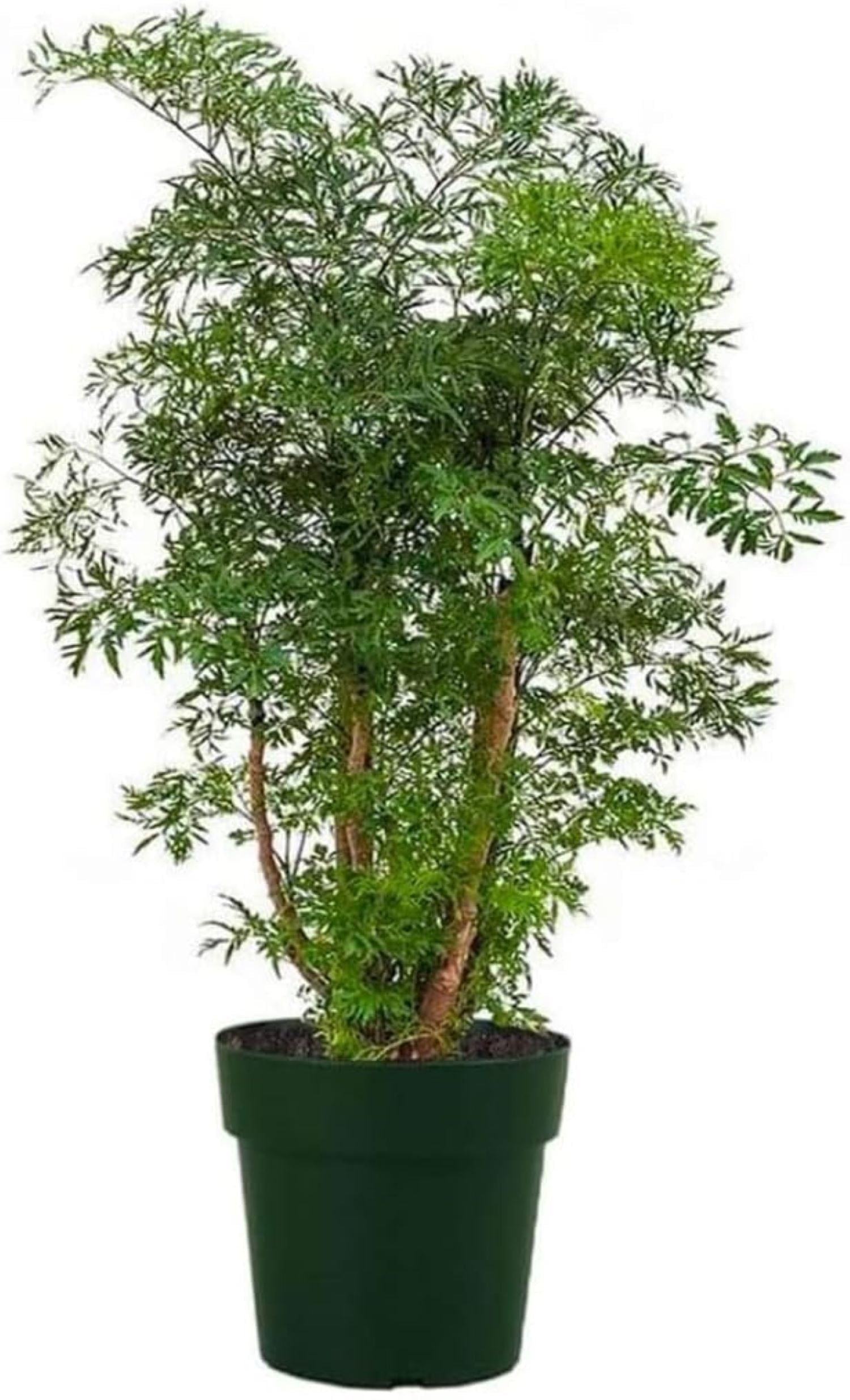 American Plant Exchange Dwarf Ming Aralia Tree, Live Bonsai Houseplant, 6-Inch Pot, Elegant Foliage