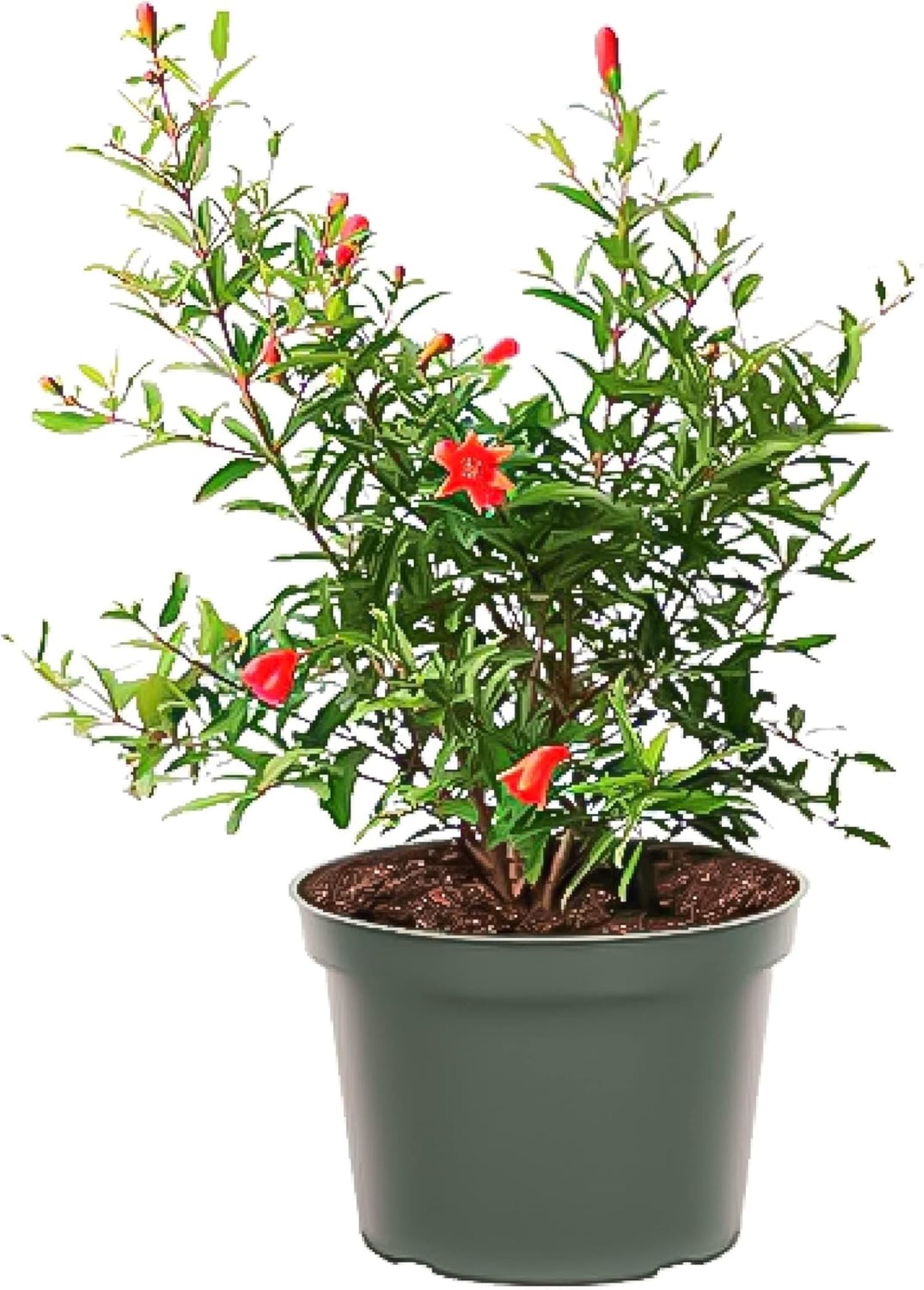Dwarf Pomegranate Tree with Red Flowers in 6-Inch Pot