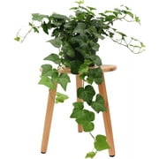 American Plant Exchange English Ivy Green, Live Plant, Medium Leaf, 6-Inch Pot, Vining Houseplant