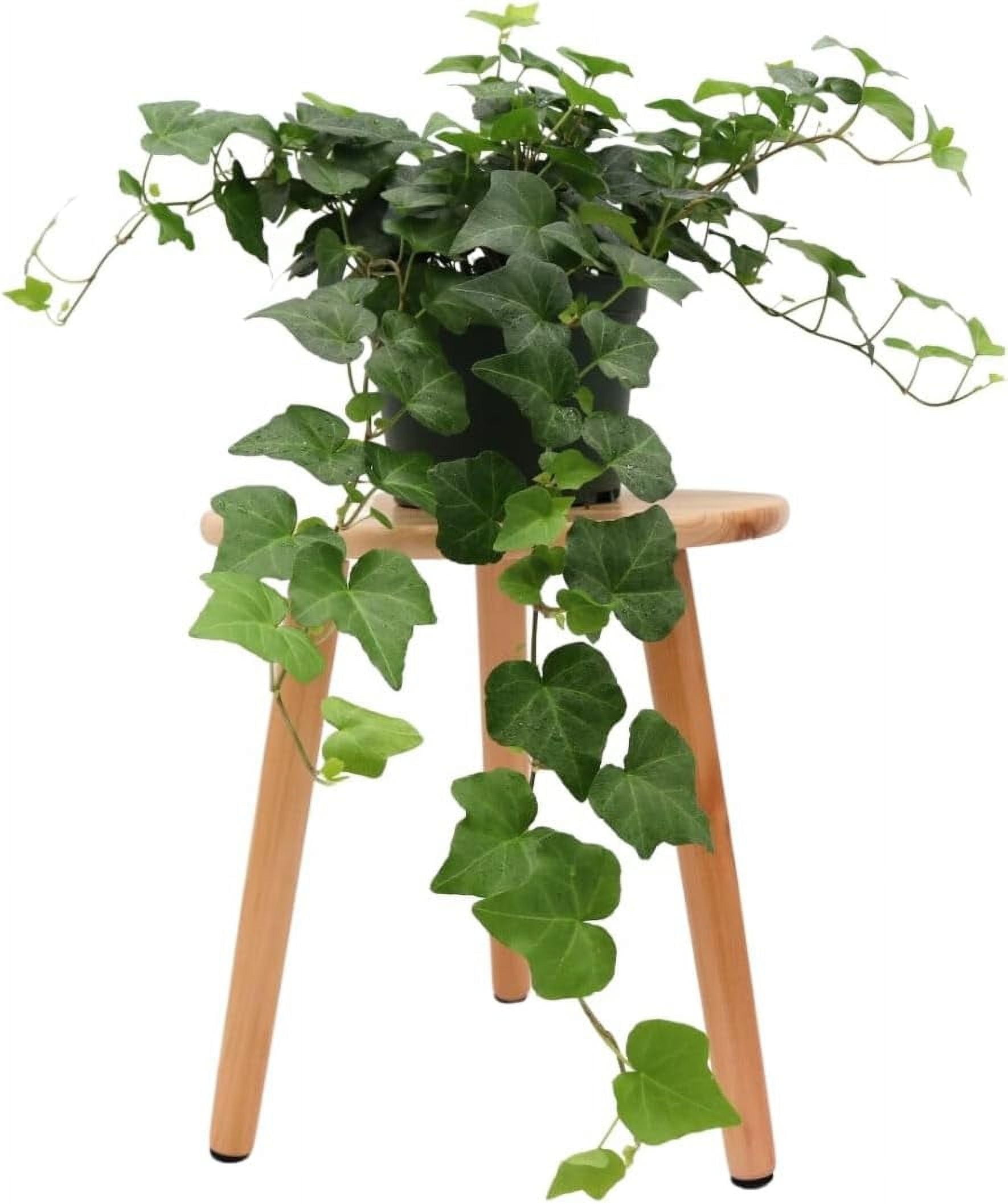 Green English Ivy in 6-Inch Plastic Pot for Indoor Use