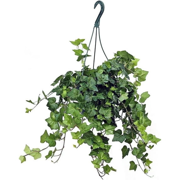 American Plant Exchange English Ivy, Hanging Basket 8-Inch Pot, Live Indoor Houseplant