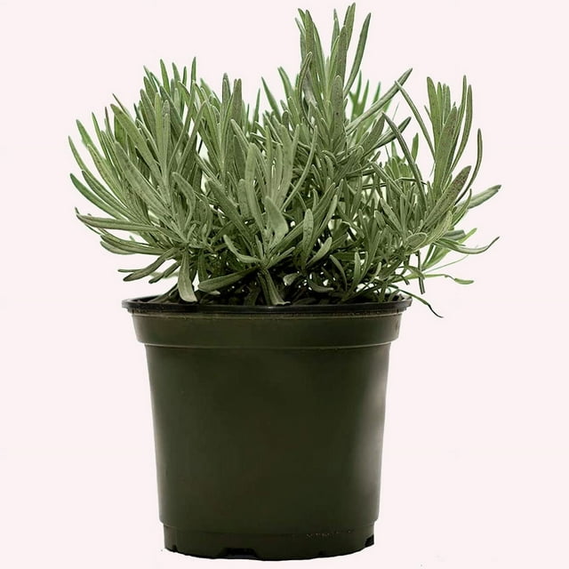 Lavender Plants