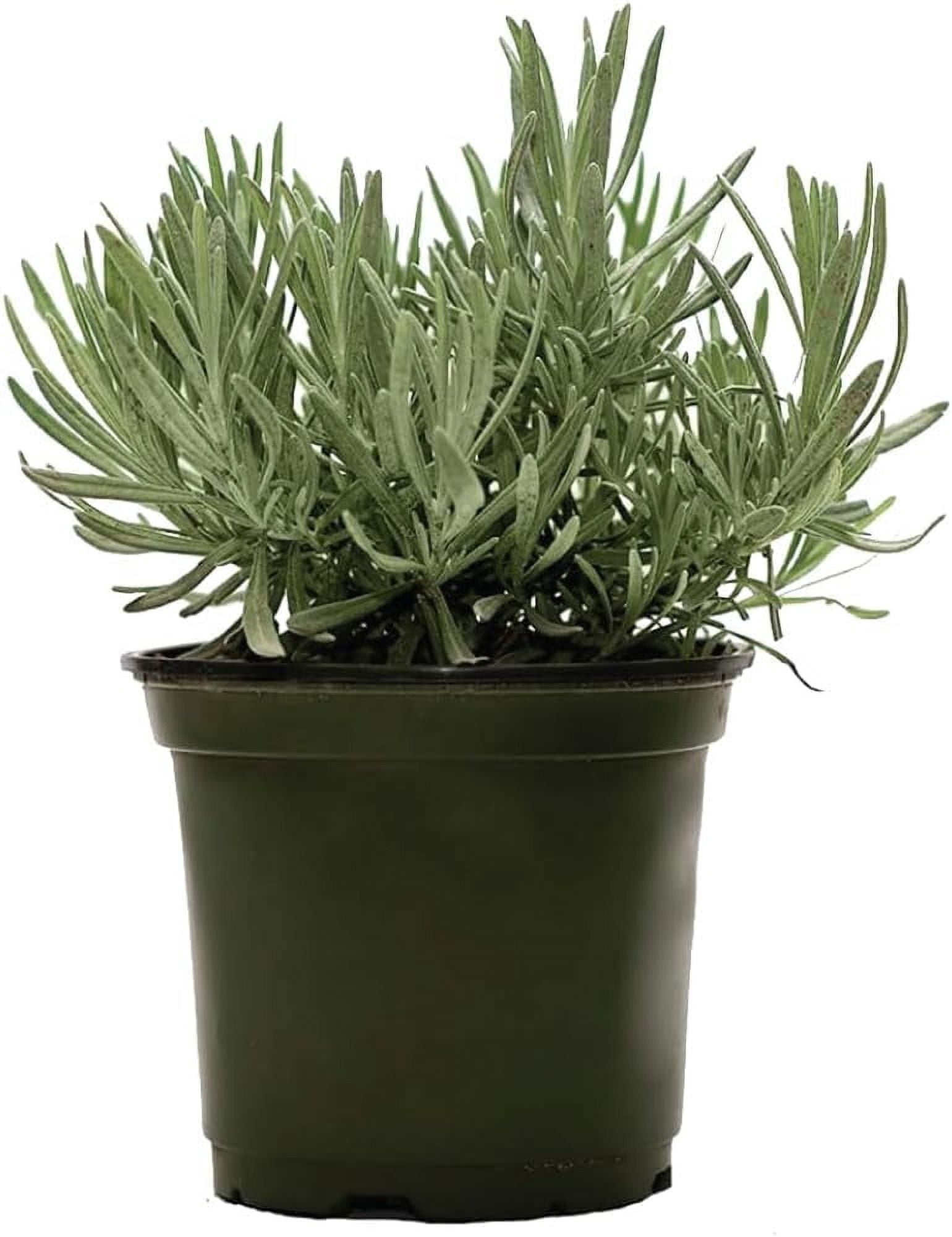 American Plant Exchange, English Lavender Houseplant, 6-Inch Pot, Aromatic  Purple Blooms, Calming Garden Accent - Walmart.com