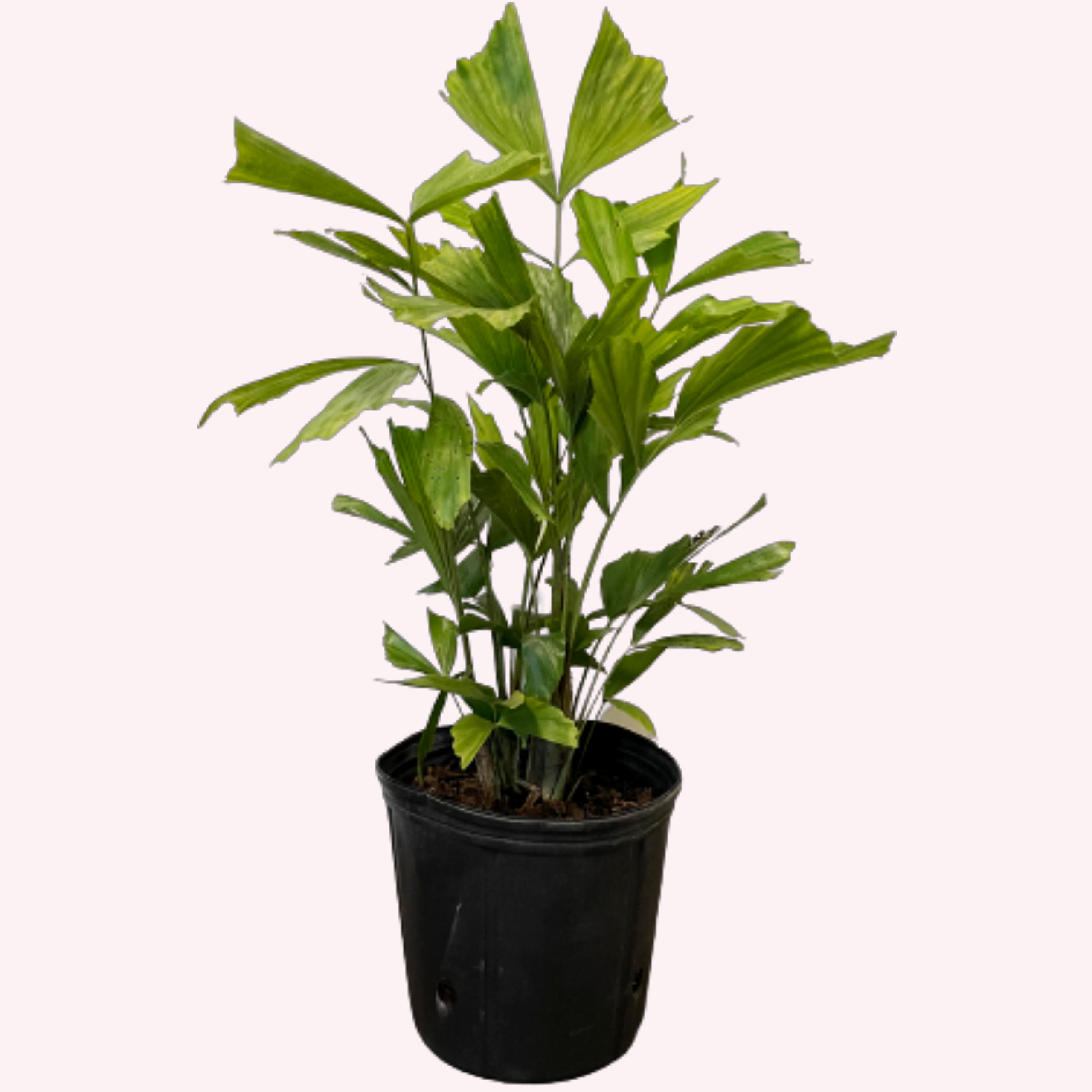 American Plant Exchange Fishtail Palm Tree, 10Inch Pot, Live Plant for