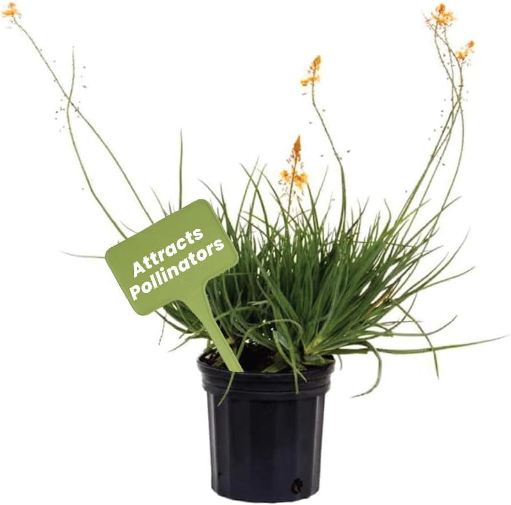 Orange Bulbine Flowering Shrub in Black Pot, 6-Inch