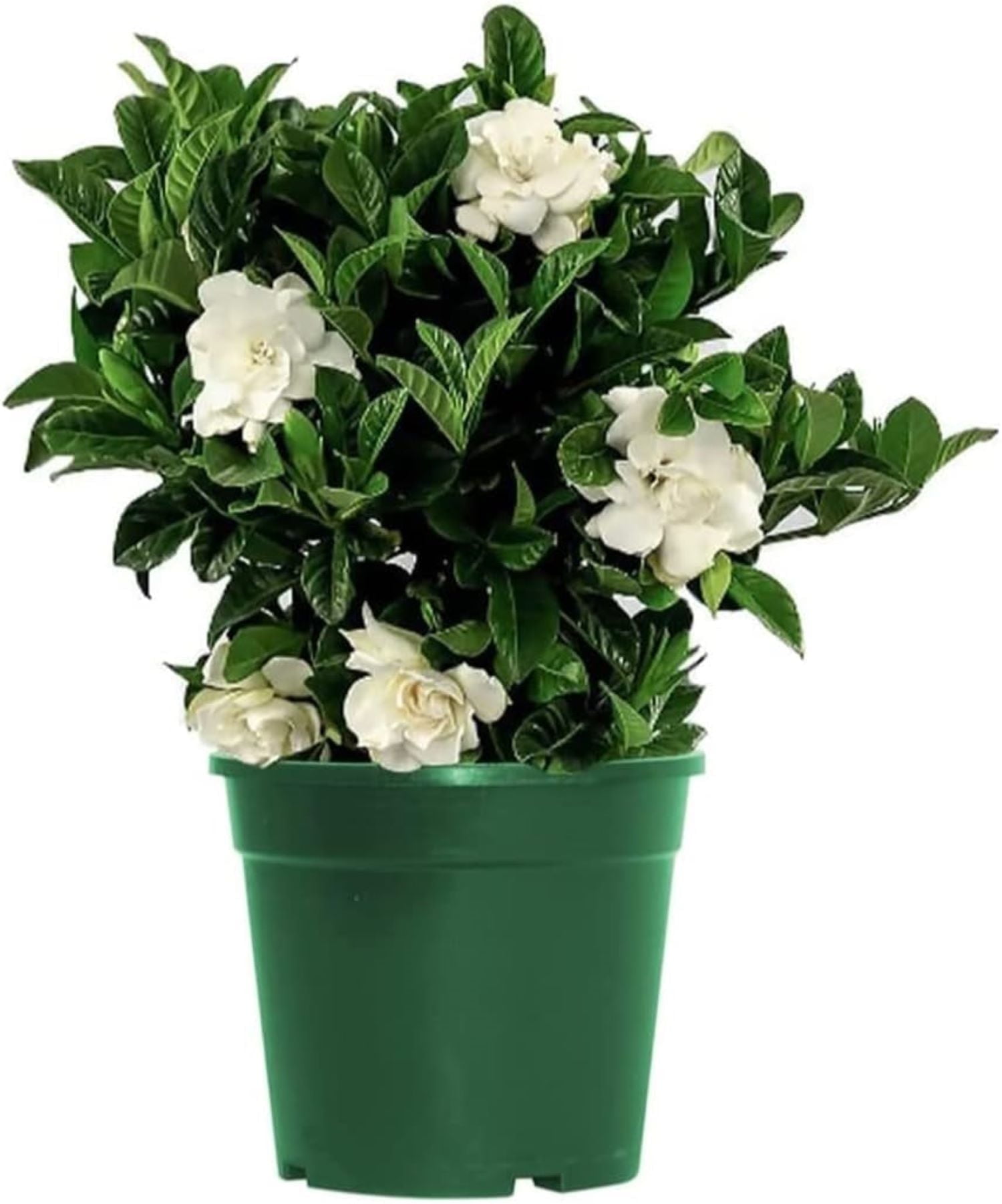 American Plant Exchange Gardenia Vetchii Bush, Live Flowering Houseplant, 6-Inch Pot, Light Shade, Fragrant Indoor Blooms