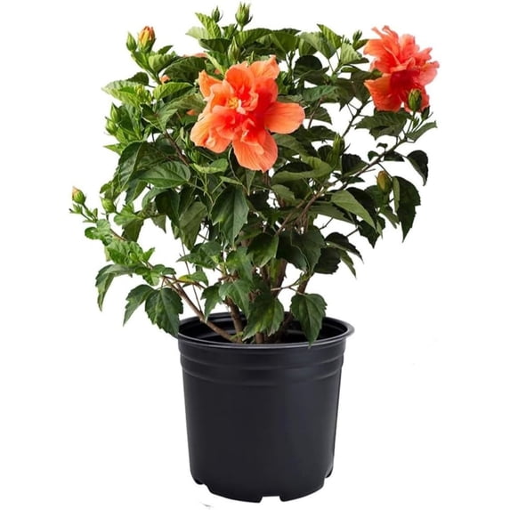American Plant Exchange Double Peach Hibiscus Live Bush in 10" Pot, Full Sun, Pet Friendly