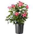 thumbnail image 1 of American Plant Exchange Hibiscus Large Tropical Live Plant Easy to Grow Nursery Pot Green Glossy Foliage with Pink Blooms, 10-inch, 1 of 5