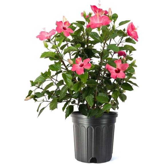 American Plant Exchange Hibiscus Large Tropical Live Plant Easy to Grow Nursery Pot Green Glossy Foliage with Pink Blooms, 10-inch