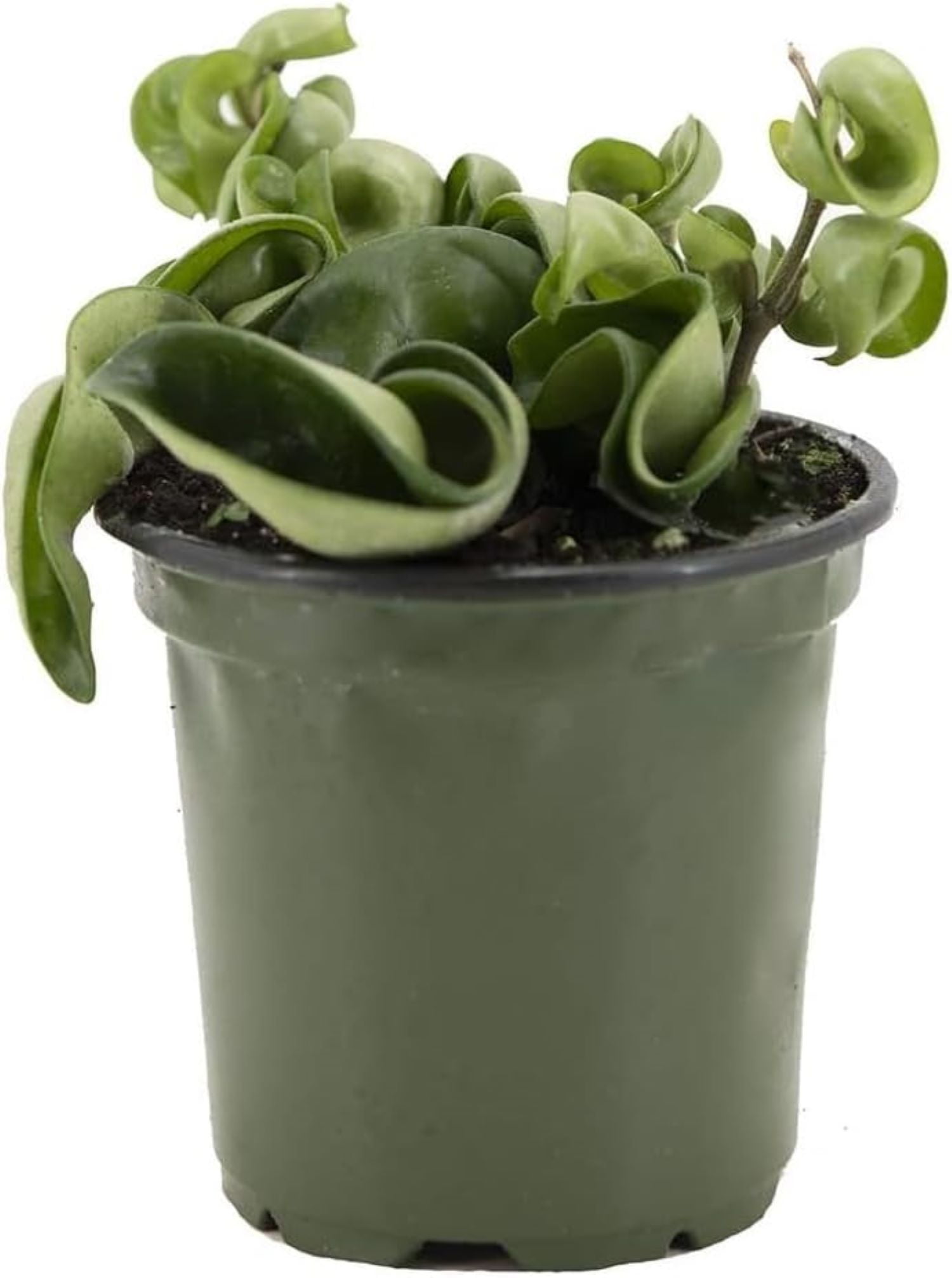 Hoya Hindu Rope Plant in Green Plastic Pot, 4-Inch