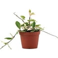thumbnail image 1 of American Plant Exchange Hoya Krimson Queen, 6-Inch Pot, Exotic Vining Houseplant, Live Plant for Home and Patio, 1 of 8