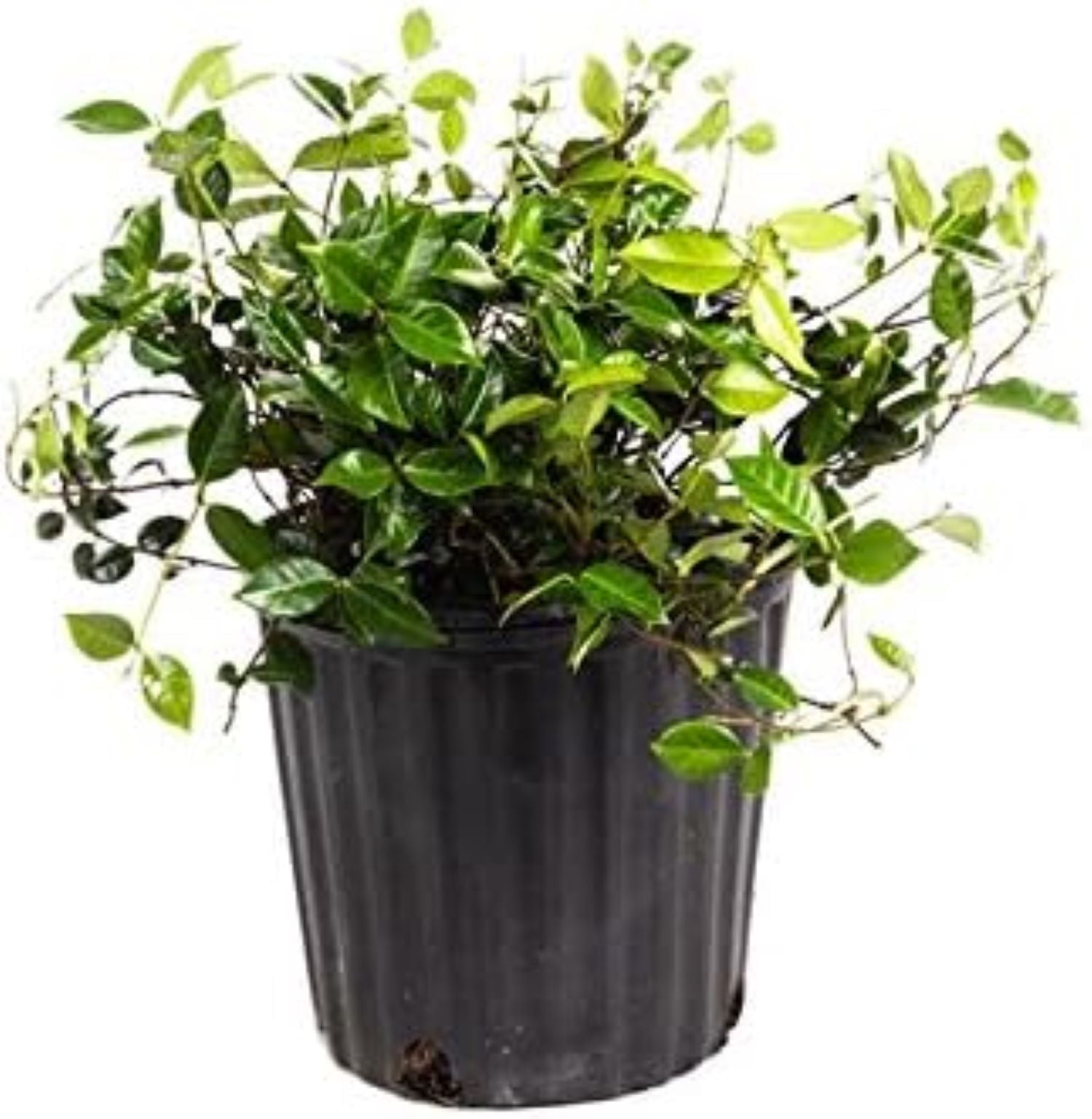 Asiatic Jasmine Minima Plant in 6-Inch Black Pot