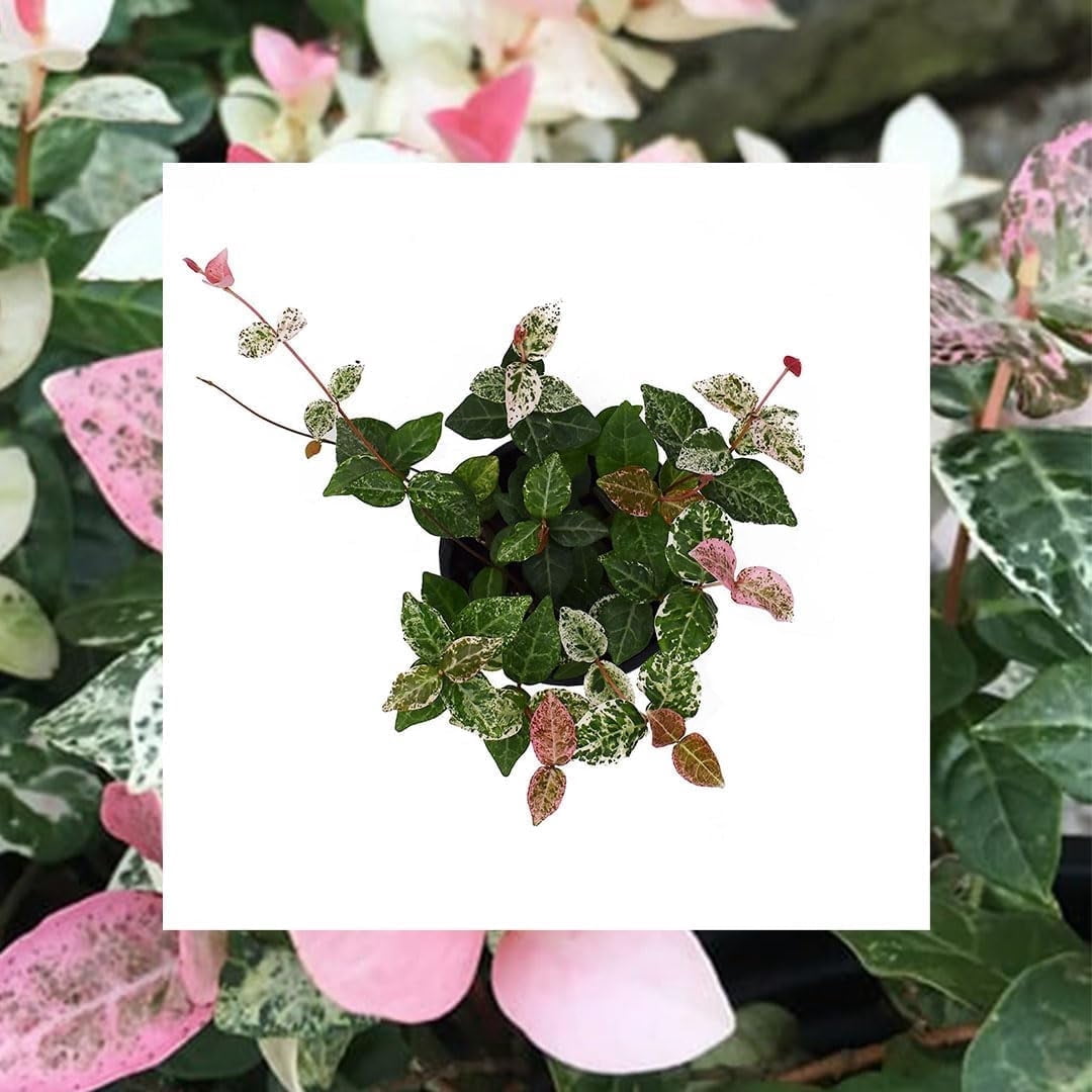 American Plant Exchange Jasmine Snow 'n Summer