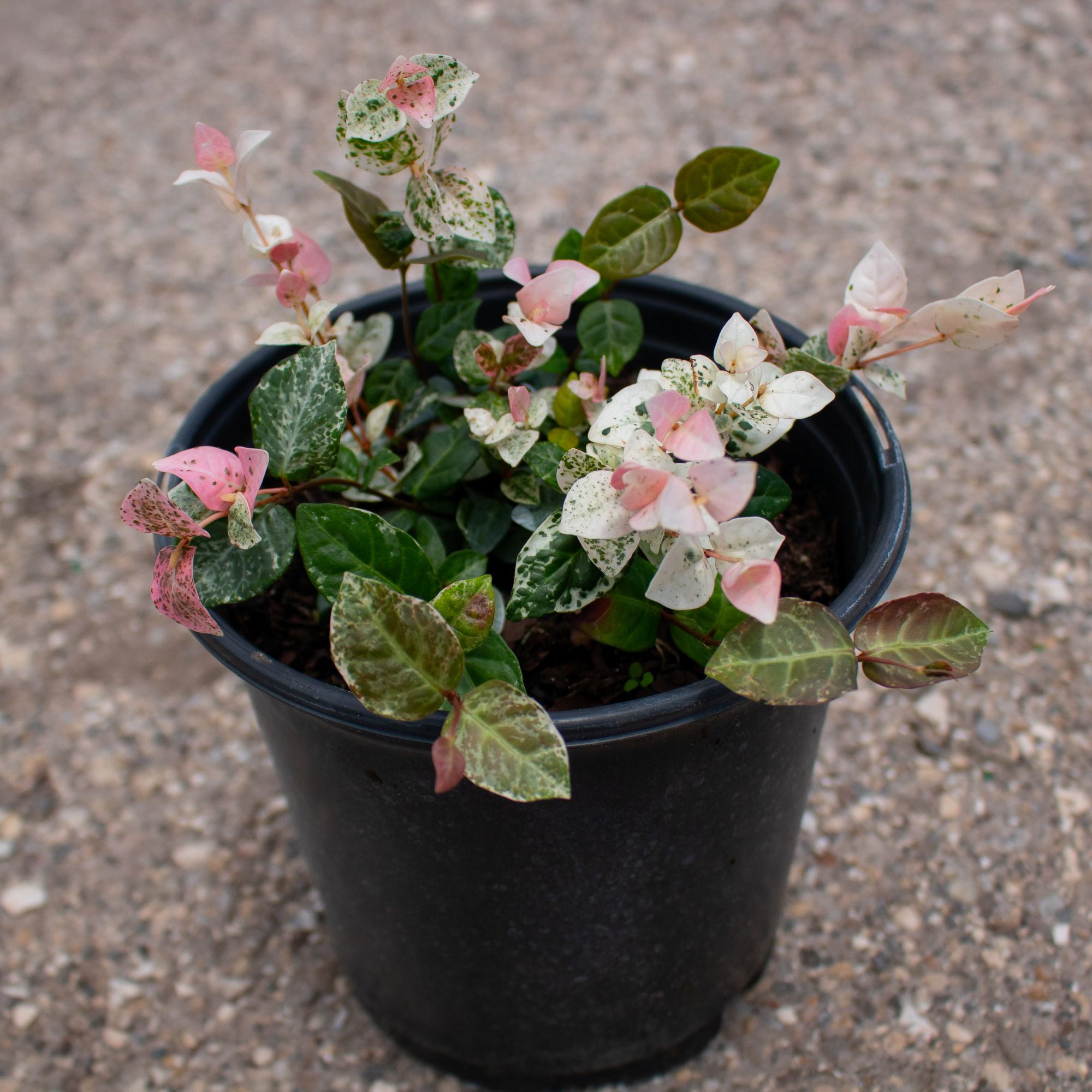 American Plant Exchange Jasmine Snow & Summer, Vibrant Live Plant, 6-Inch Pot, Pink and White Vining Foliage