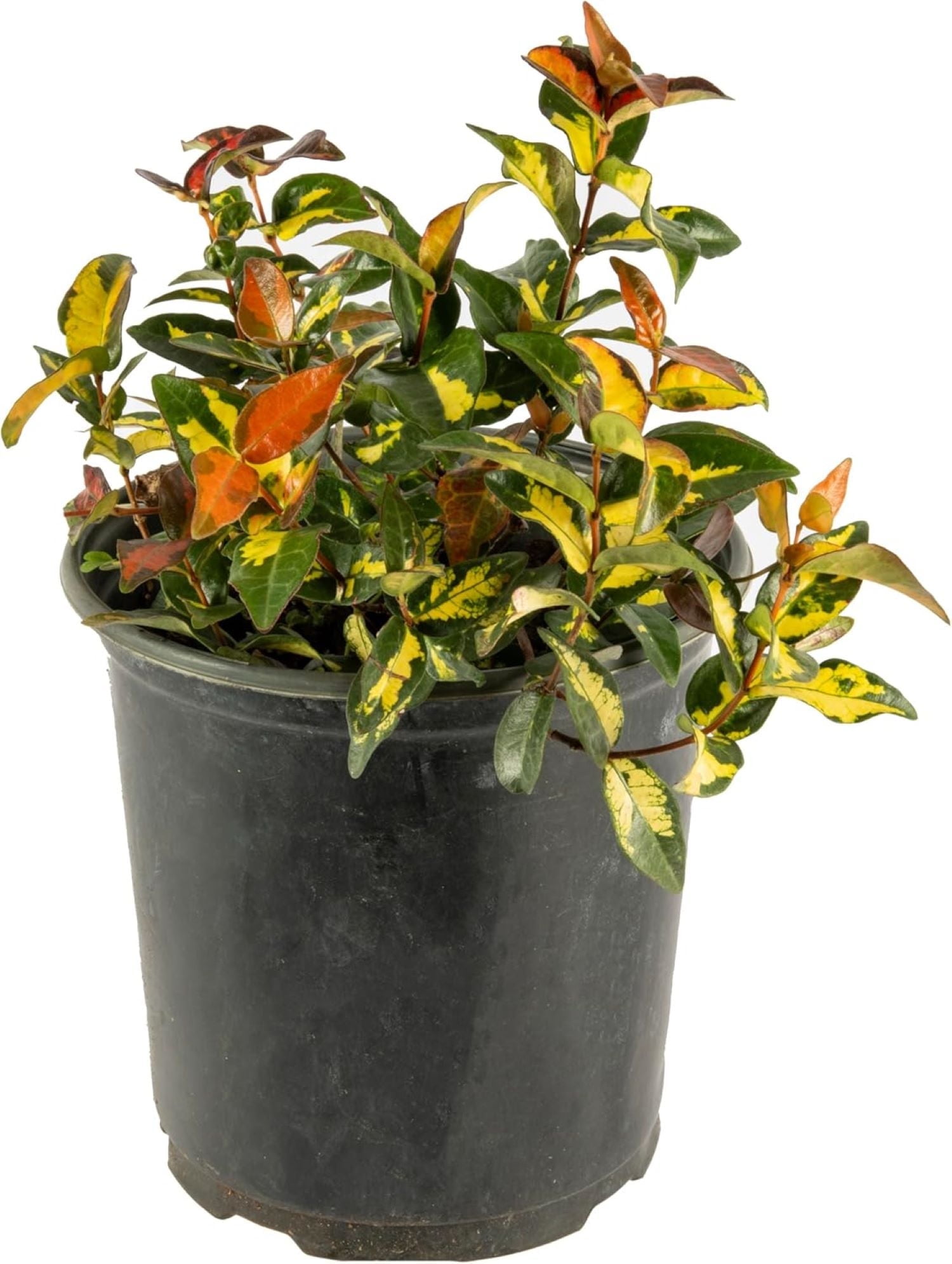 Summer Sunset Jasmine Plant with Colorful Foliage in 6-Inch Pot