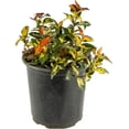 thumbnail image 1 of American Plant Exchange Jasmine Summer Sunset, Colorful Live Plant, 6-Inch Pot, Vining Foliage, 1 of 6