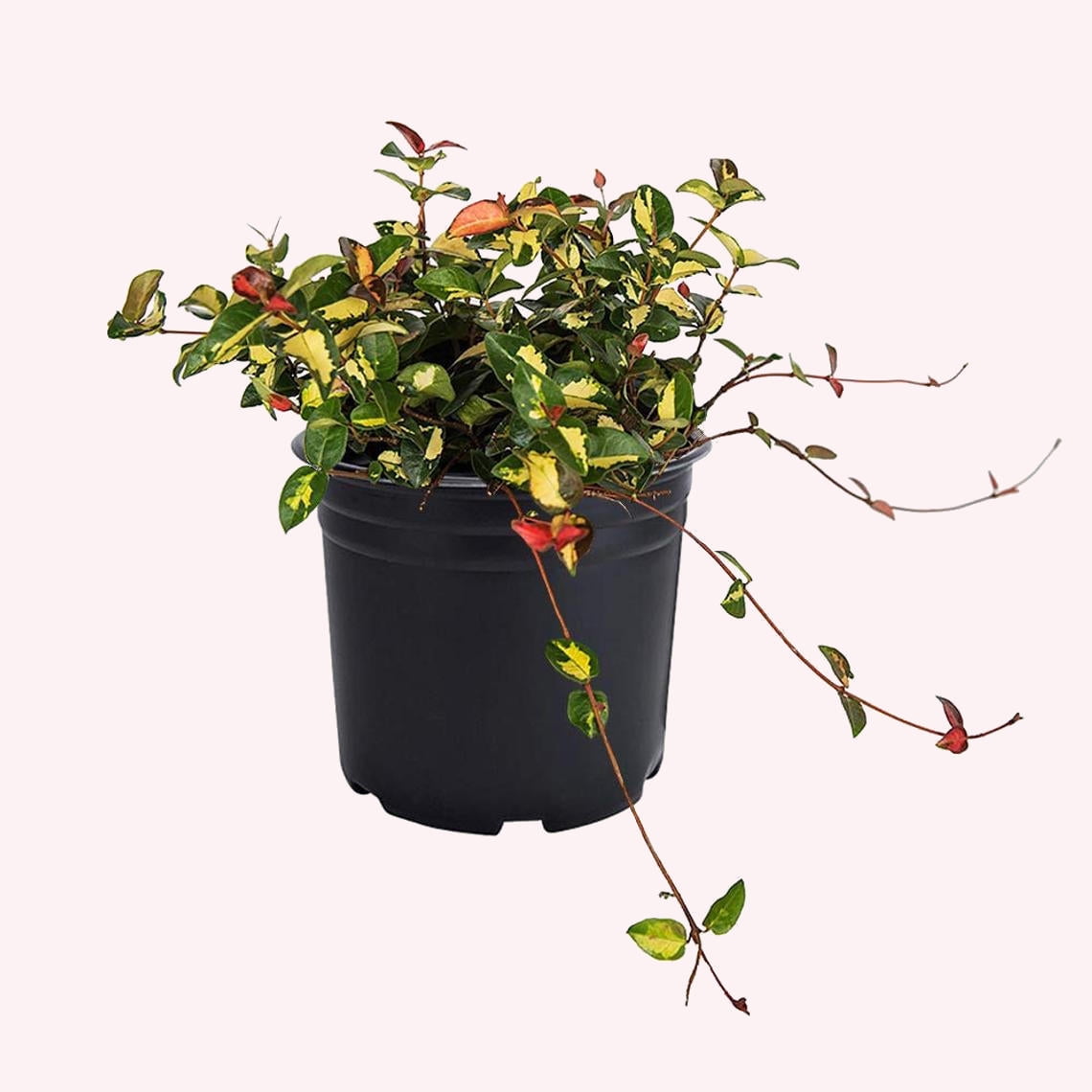 1 Gallon Star Jasmine Large Leaf (2.5 Gallon) Aromatic White Blooming  Evergreen Vine - Full Sun Live Outdoor Plant Jasmine Seeds