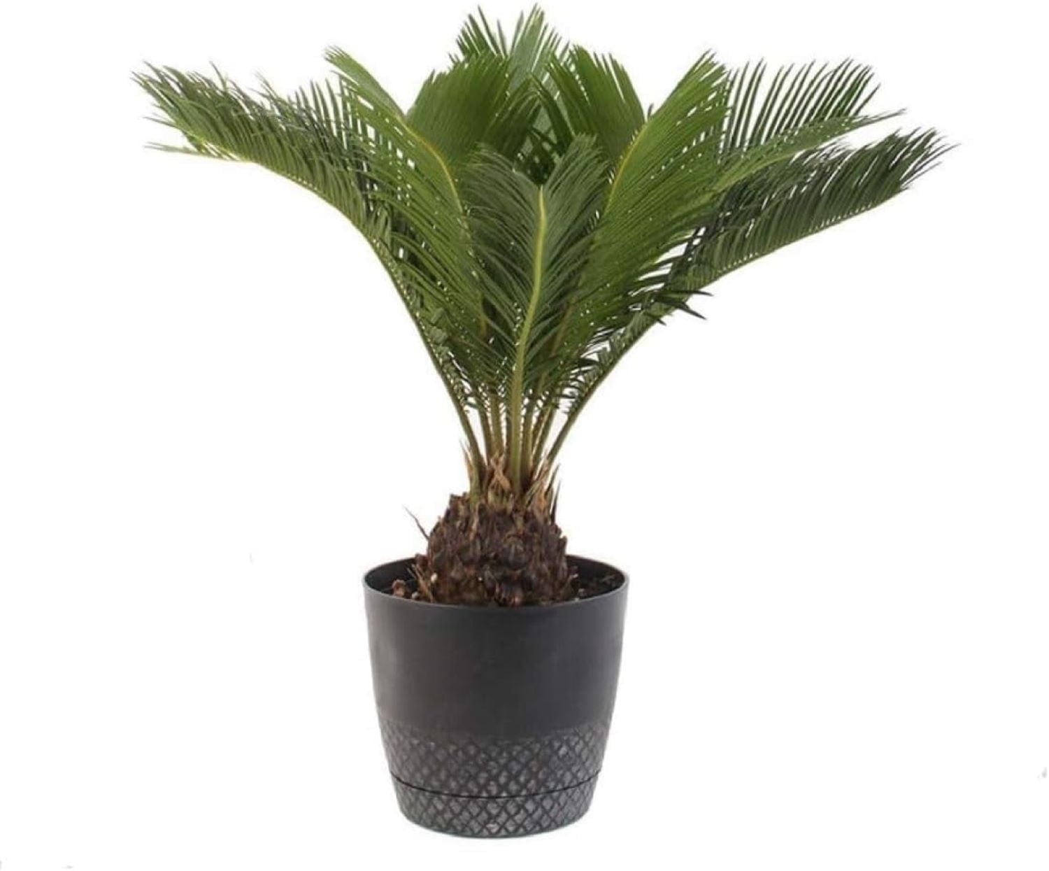 King Sago Palm Tree in Black Pot, 12 x 12 x 18 inches