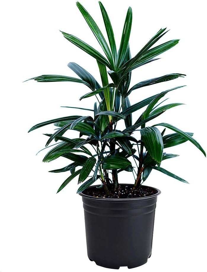 American Plant Exchange Lady Palm Tree, 6-Inch Pot, Cold-Hardy Live Plant, Bright Light Houseplant for Home and Office