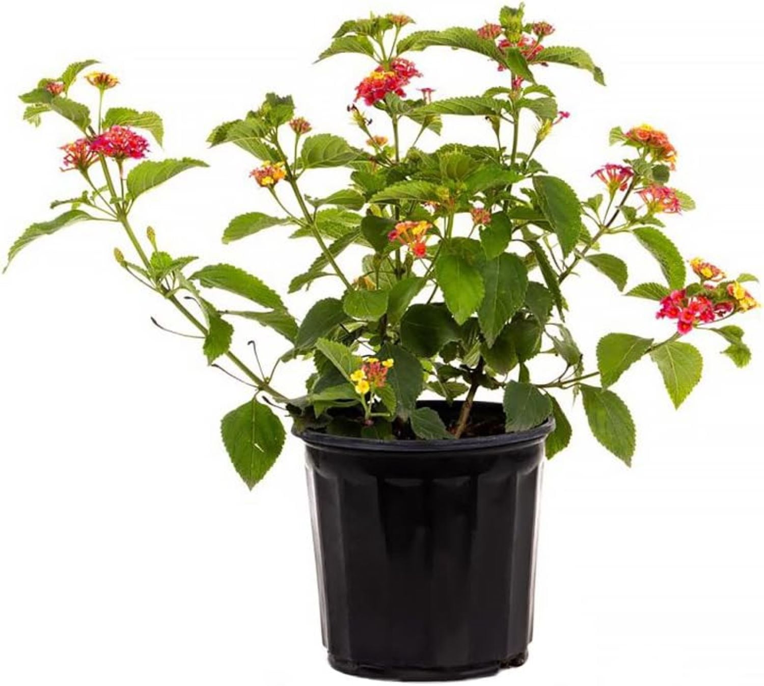 Confetti Lantana Flowering Shrub in 6-Inch Black Pot
