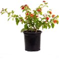 thumbnail image 1 of American Plant Exchange Lantana Dallas Red in 6" Pot, Full Sun, Drought Tolerant, Vibrant Cluster Flowers, 1 of 7
