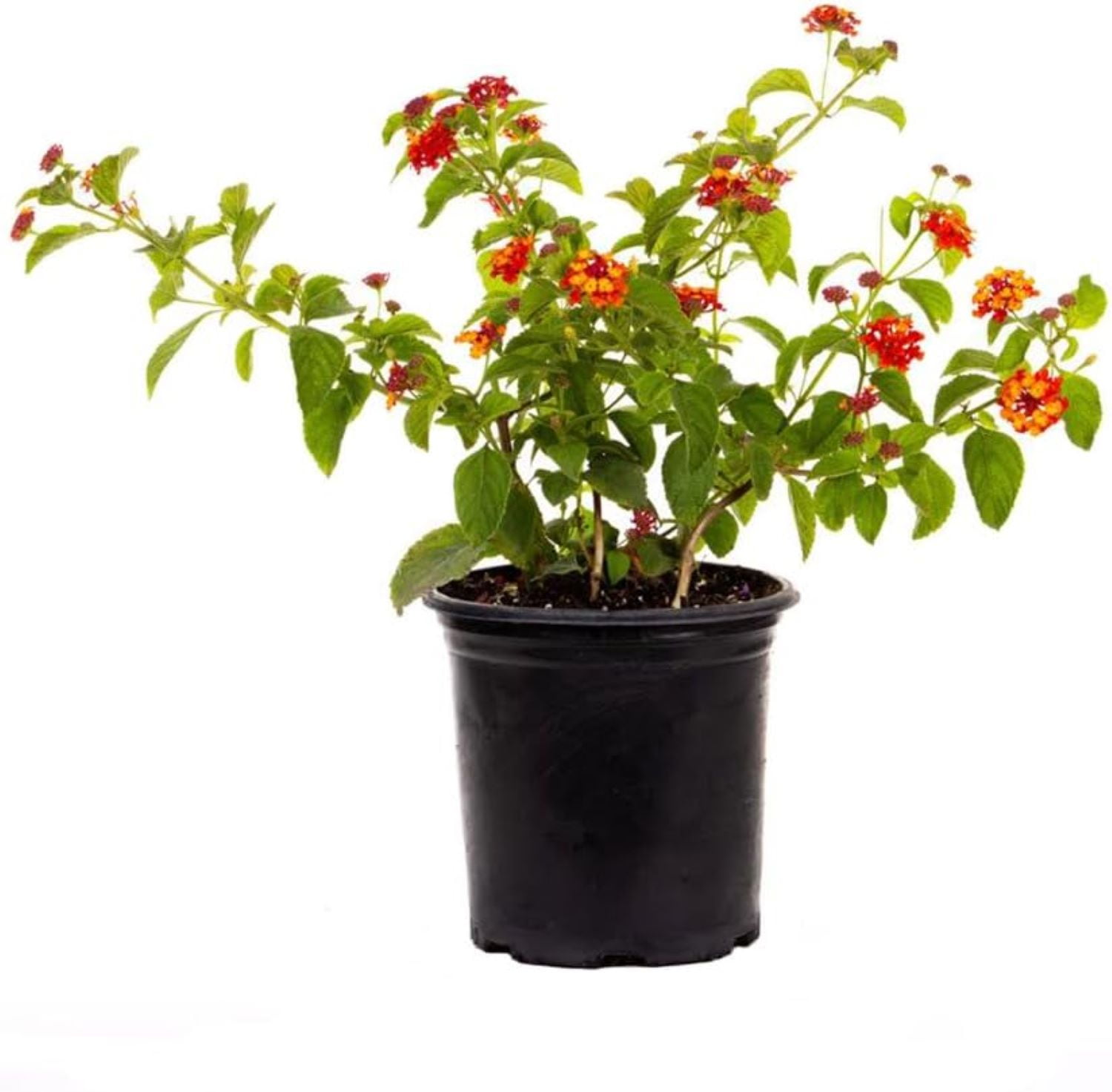 Dallas Red Lantana in 6-Inch Black Pot with Colorful Flowers