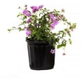 thumbnail image 1 of American Plant Exchange Lavender Lantana Bush in 6" Pot, Full Sun, Drought Tolerant, Cluster Flowers, 1 of 6