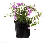 American Plant Exchange Lavender Lantana Bush in 6" Pot, Full Sun, Drought Tolerant, Cluster Flowers
