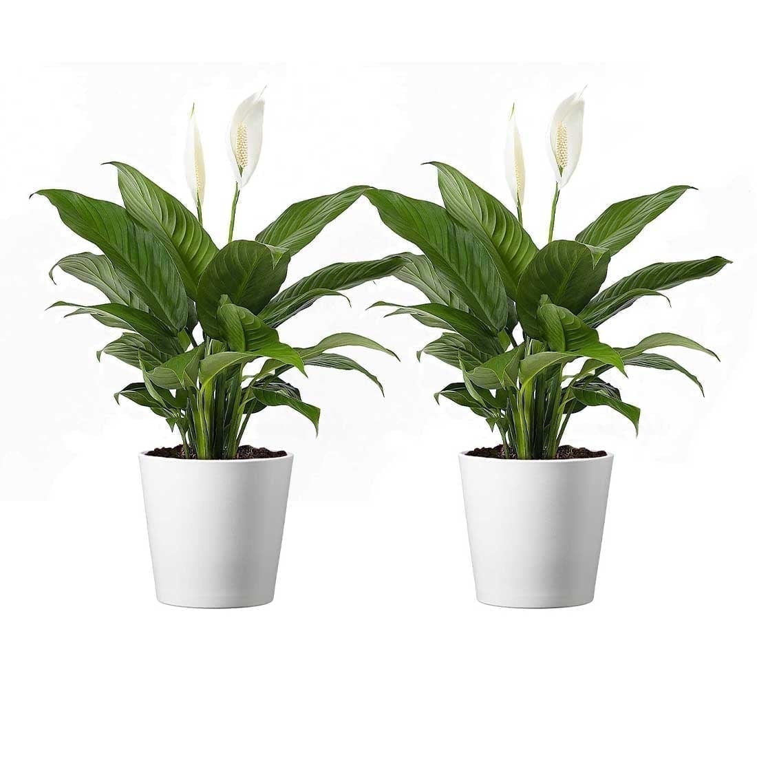 American Plant Exchange Spathiphyllum Peace Lily Live Plant