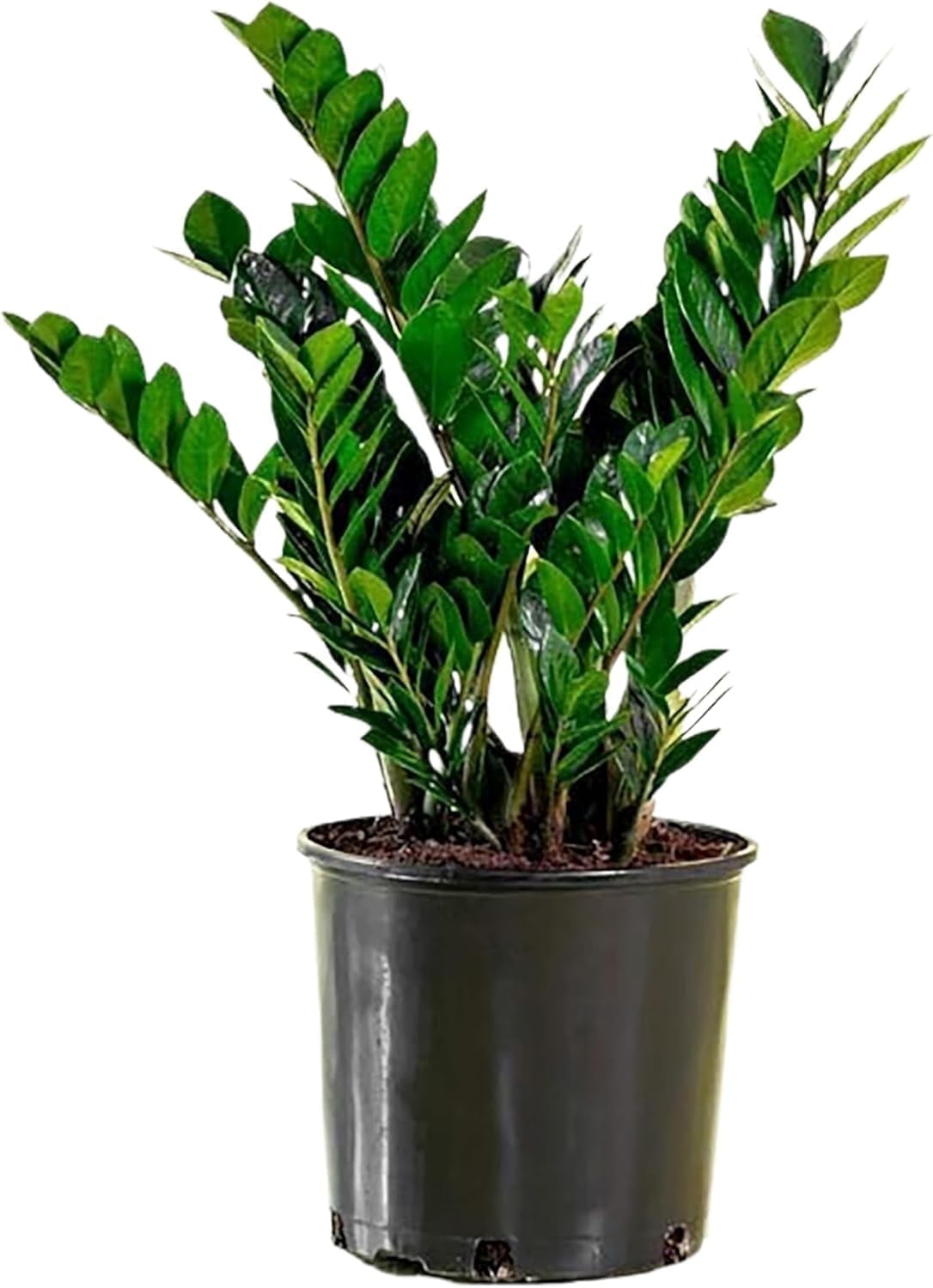 American Plant Exchange Live ZZ Plant, Zanzibar Gem, 6-inch Pot, Fuss Free, Easy Care, Low Watering Needs Houseplant