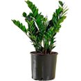 thumbnail image 1 of American Plant Exchange Live ZZ Plant, Zanzibar Gem, 6-inch Pot, Fuss Free, Easy Care, Low Watering Needs Houseplant, 1 of 7