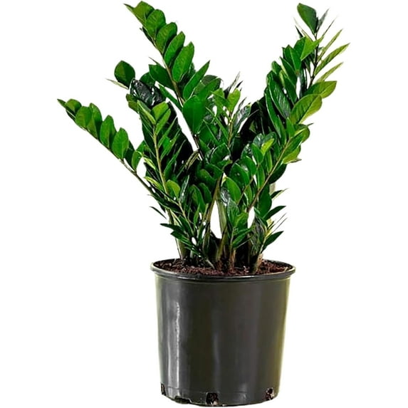 American Plant Exchange Live ZZ Plant, Zanzibar Gem, 6-inch Pot, Fuss Free, Easy Care, Low Watering Needs Houseplant